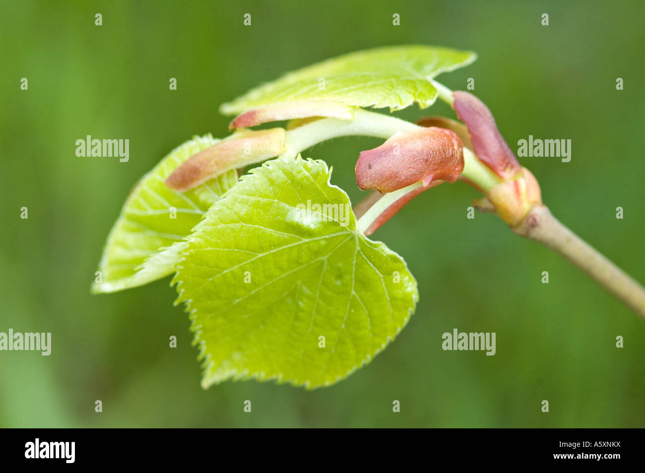 Tilia tomentosa Tilleul argenté Banque D'Images