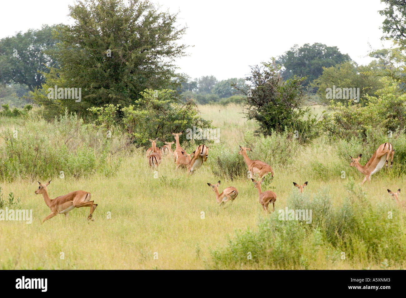 M2-293D'ANTILOPE IMPALA TROUPEAU Banque D'Images