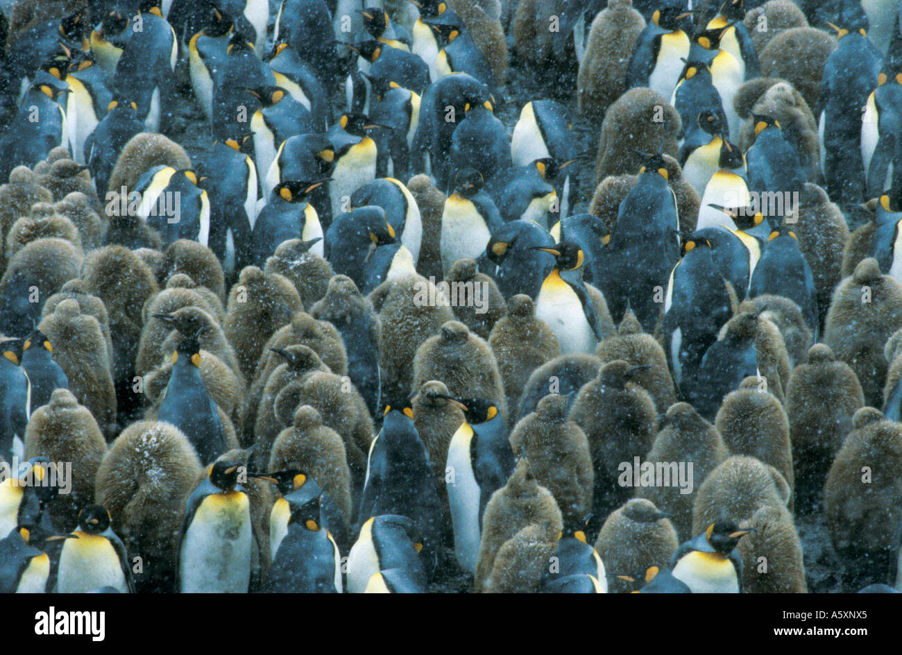 Making Penguin adultes et poussins en pleine tempête de la Géorgie du Sud Royaume-Uni Banque D'Images