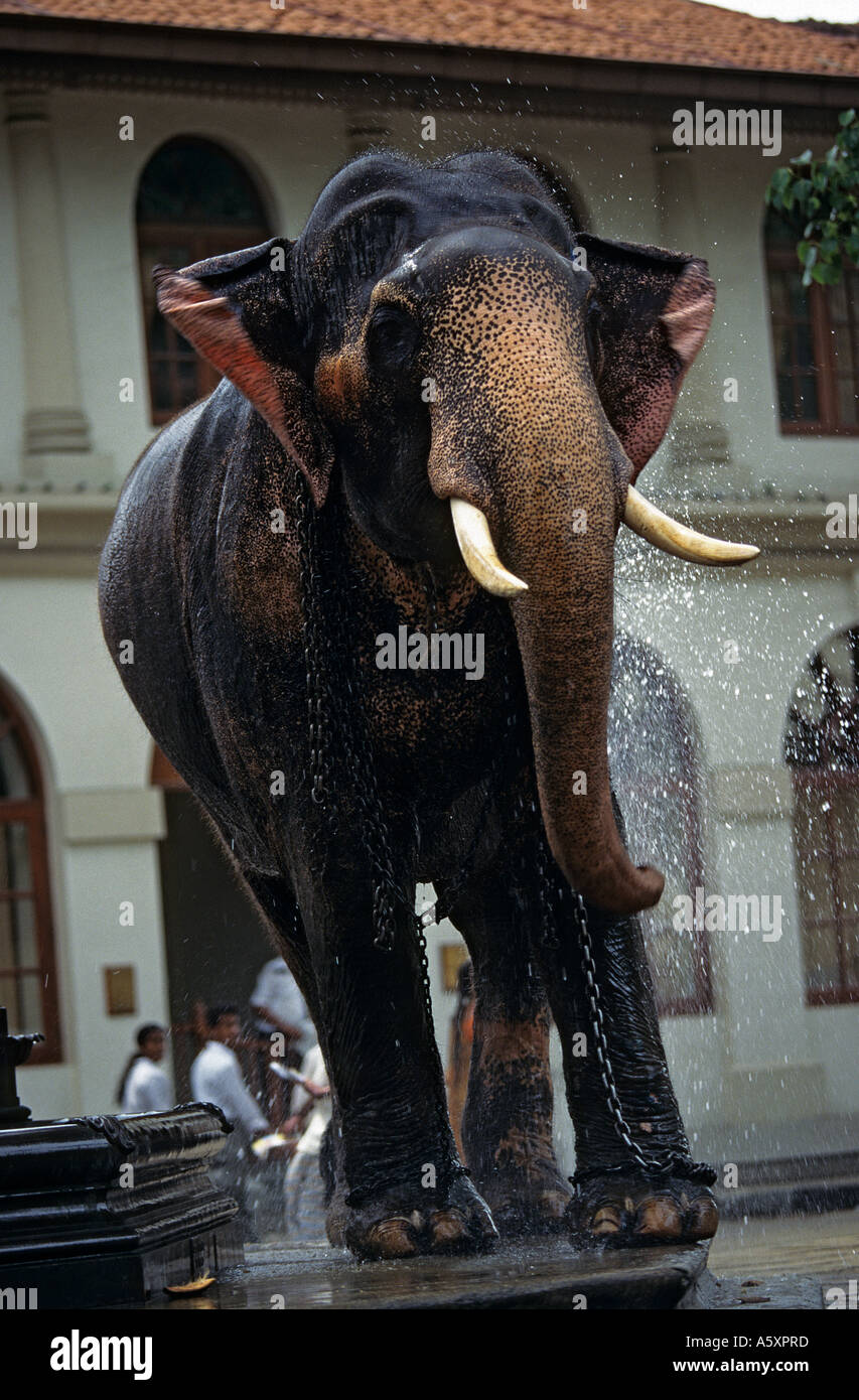 Projections d'éléphant avec de l'eau près d'une fontaine (Sri Lanka). Eléphant s'aspergeant près d'une fontaine (Sri Lanka). Banque D'Images