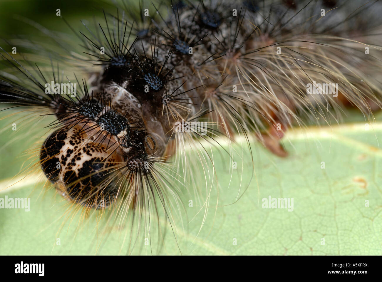 Caterpillar spongieuse Banque D'Images