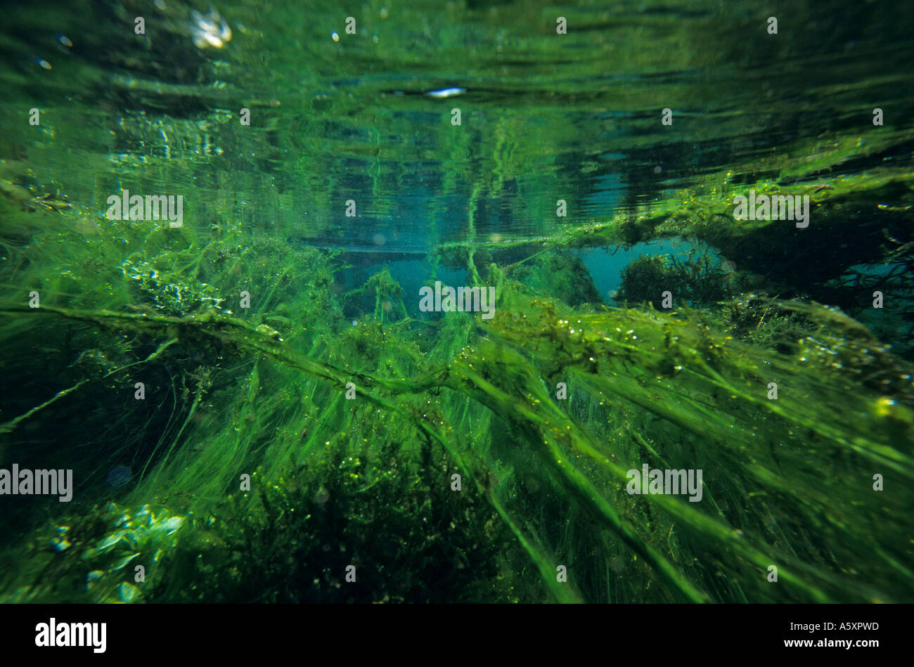 Underwater dans une rivière (France). Prise de vue sous-marine d'une rivière (France). Banque D'Images