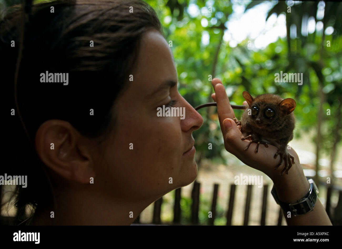 Tarsier des Philippines domestiqués (Tarsius syrichta). (Tarsius syrichta Tarsier domestiqué). Aux Philippines. Banque D'Images