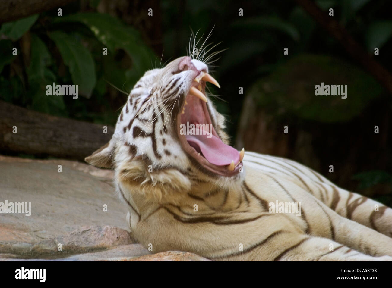Tigre blanc le bâillement Banque D'Images