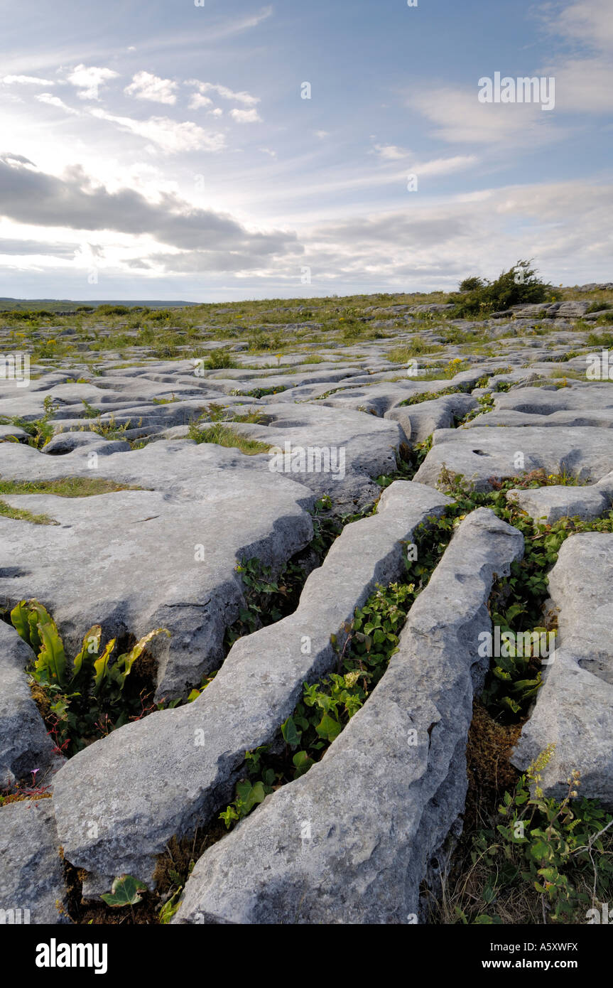 Lapiez, le Burren, comté de Clare, Irlande Banque D'Images