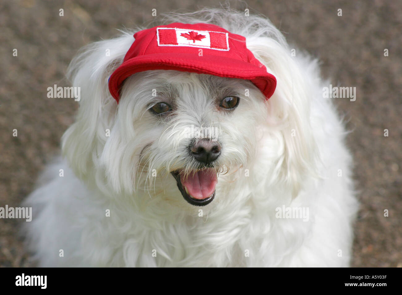 White Dog wearing red hat canadienne avec maple leaf flag en parc sur l'herbe Banque D'Images