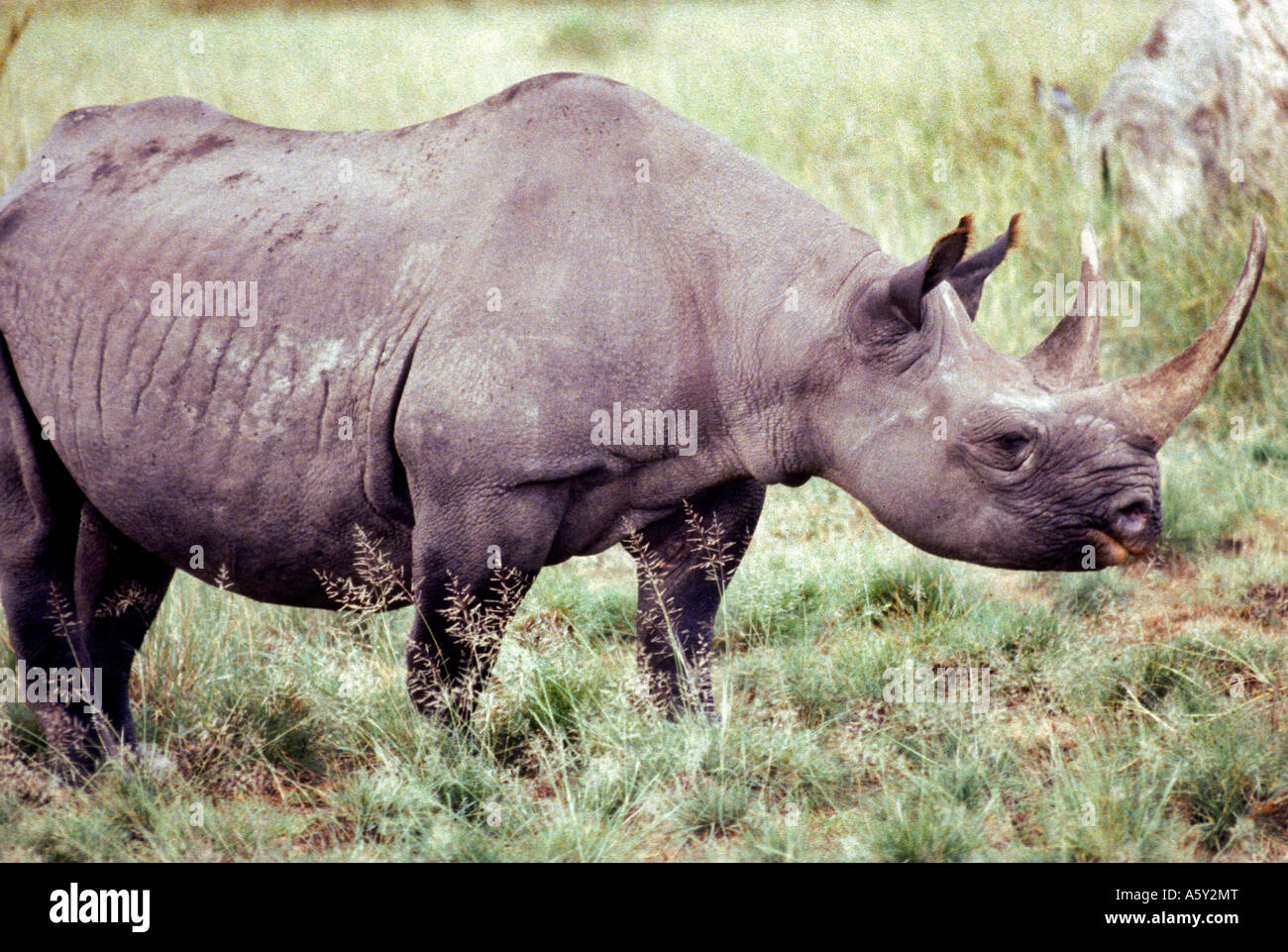 M2-252 GRAND MÂLE RHINO Banque D'Images