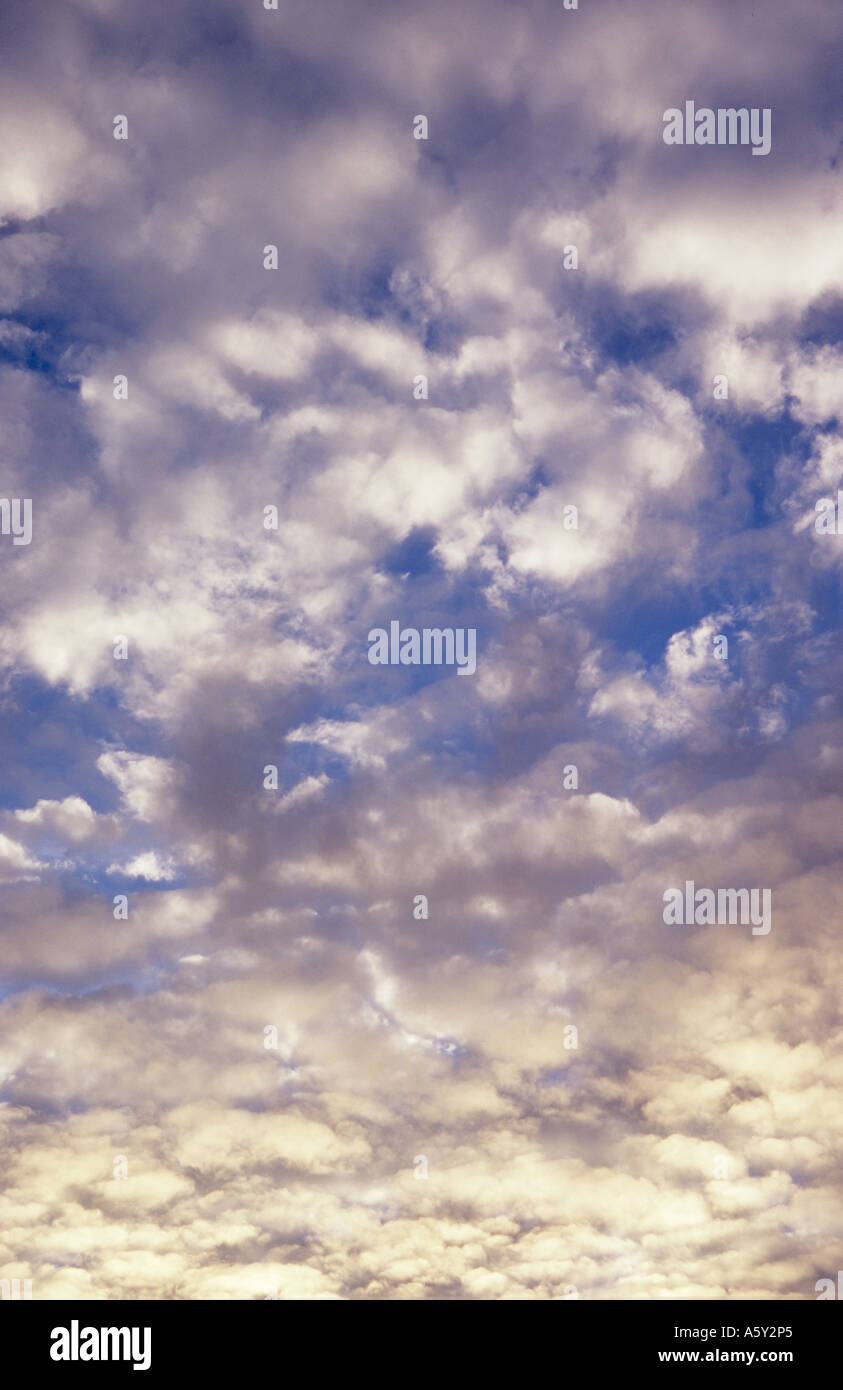 Gentle white stratocumulus sous un ciel bleu profond et teinté sur leur face inférieure avec le lever ou le coucher du soleil d'or Banque D'Images