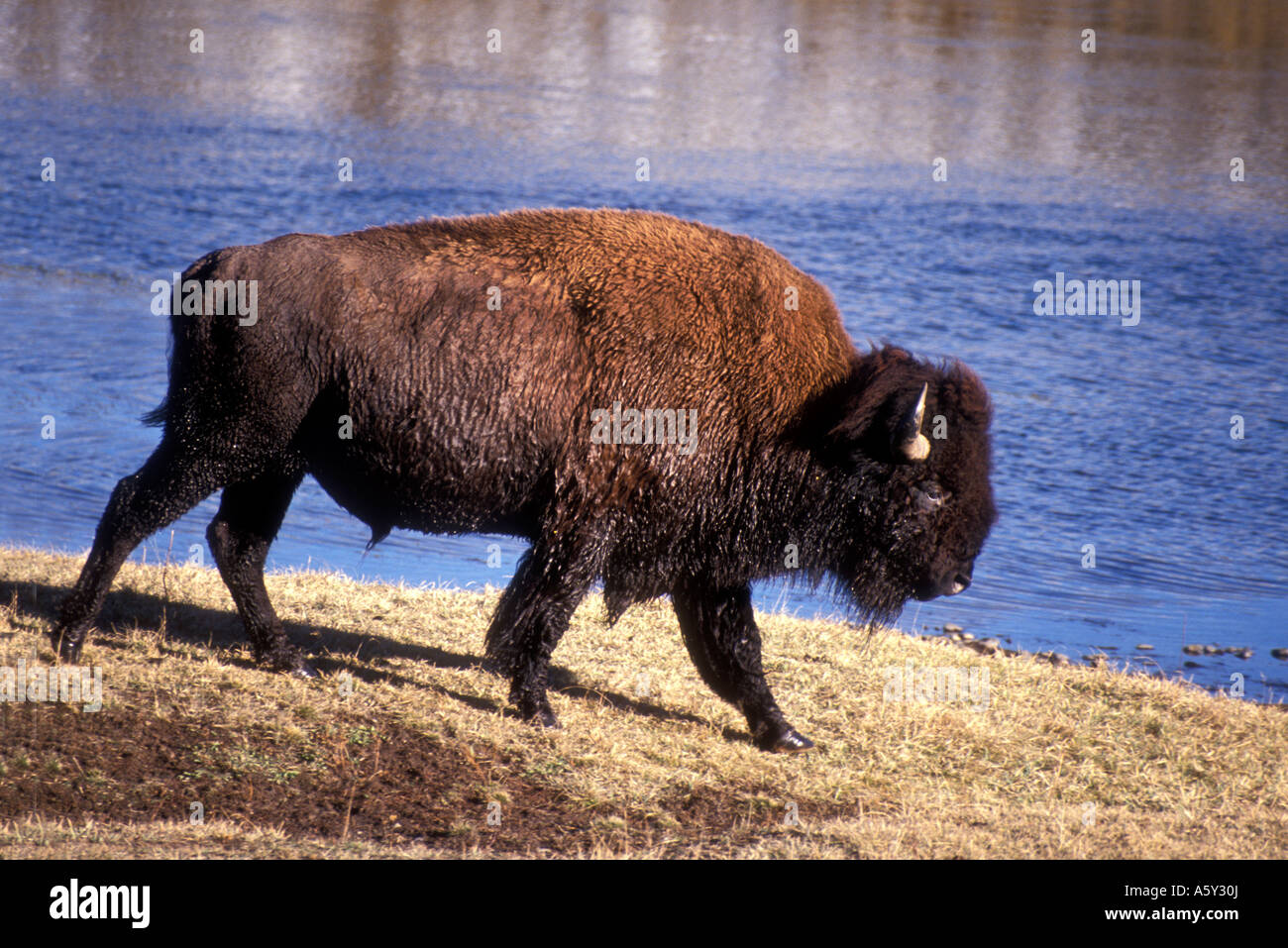 Bison dans la rivière Banque de photographies et d’images à haute ...