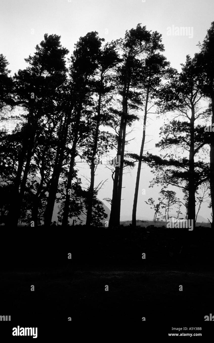 Grand bois arbres Ciel Ombre Sillouette nature pittoresque extérieur Banque D'Images