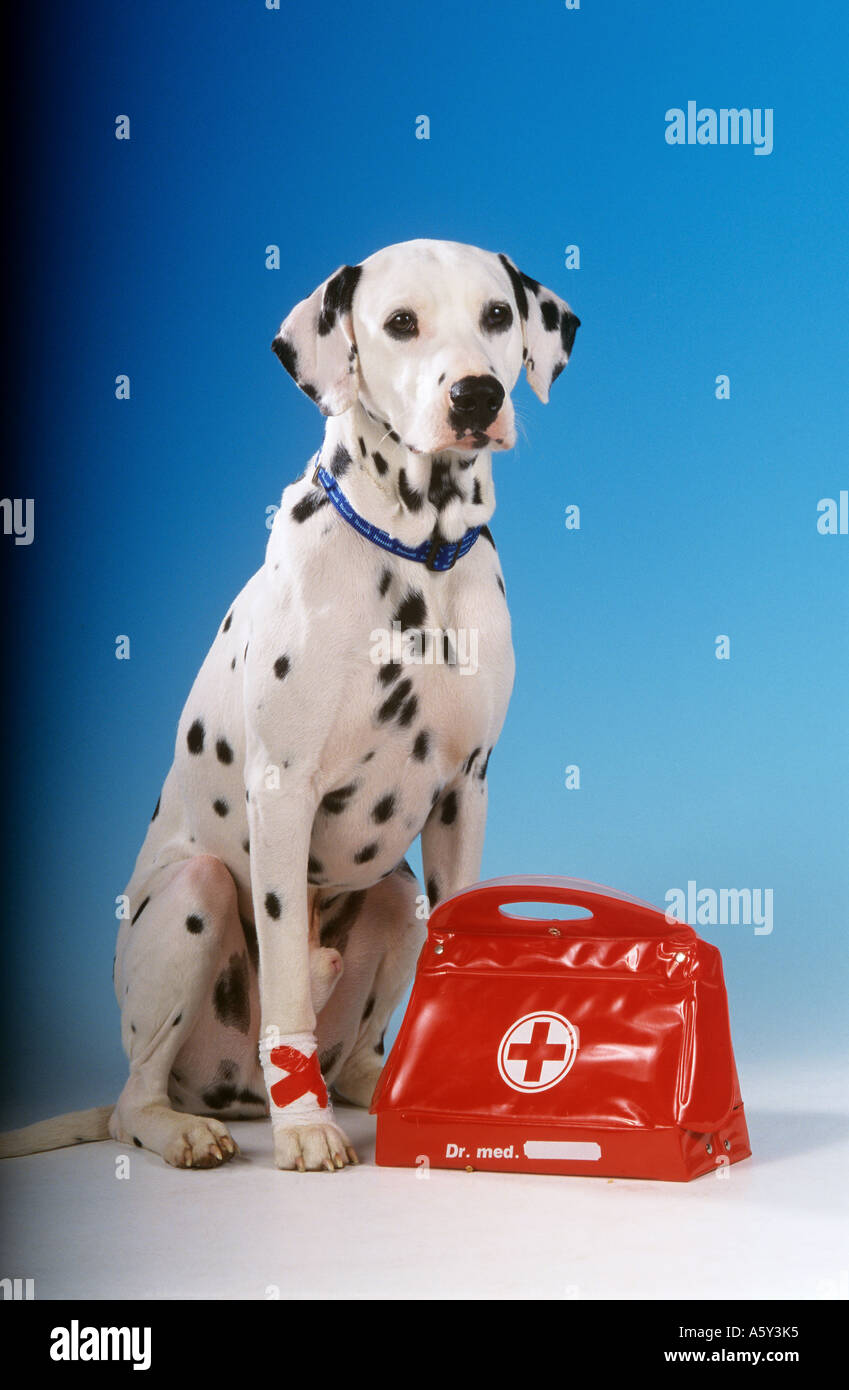 Chien dalmatien avec patte bandée et la trousse de premiers soins Banque D'Images