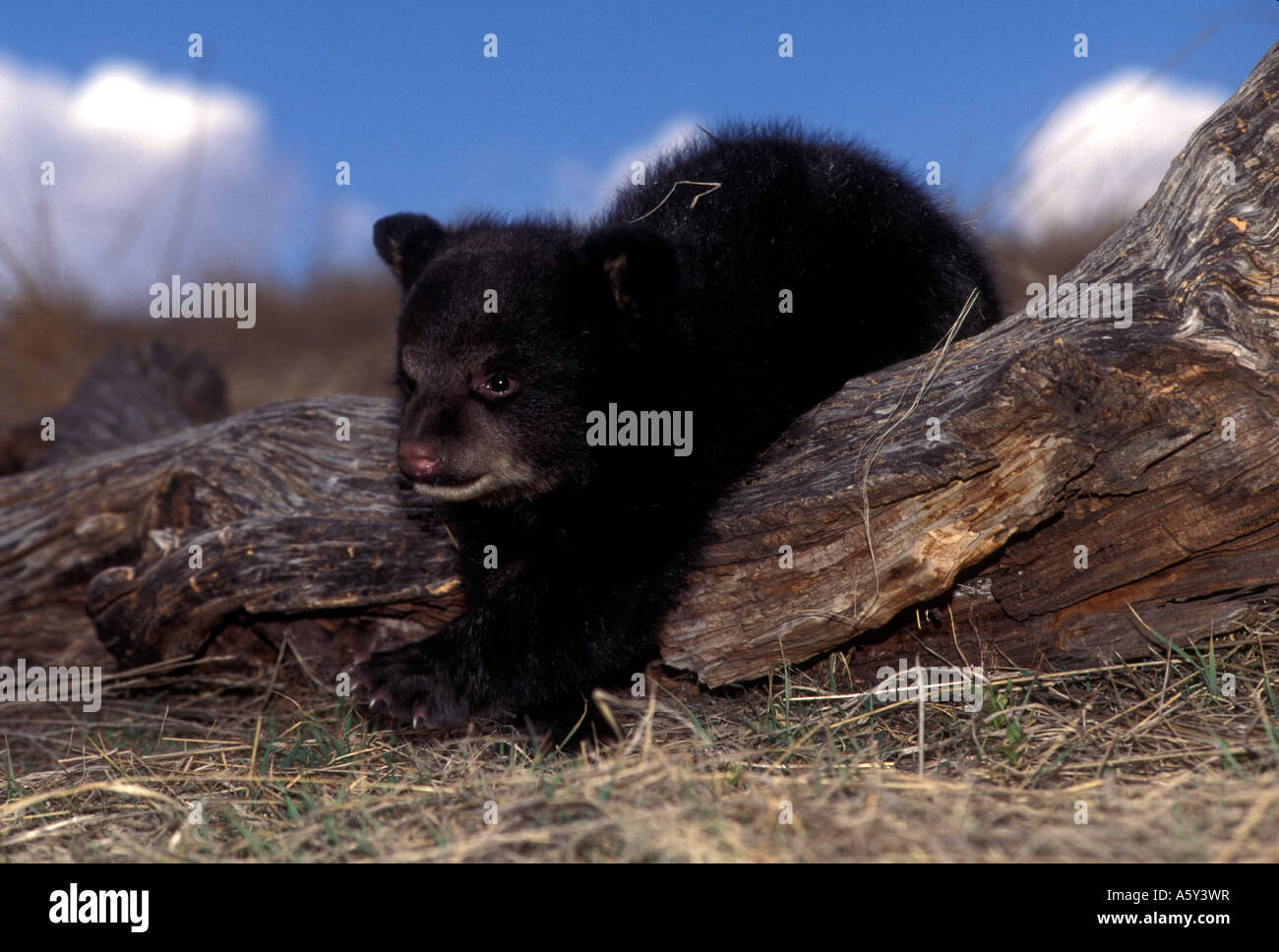 MBK-252 BLACK BEAR CUB HI-centré sur les dérivations périphériques Banque D'Images