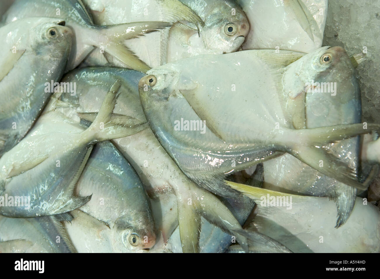 Uncookded Banque D Image Et Photos Alamy