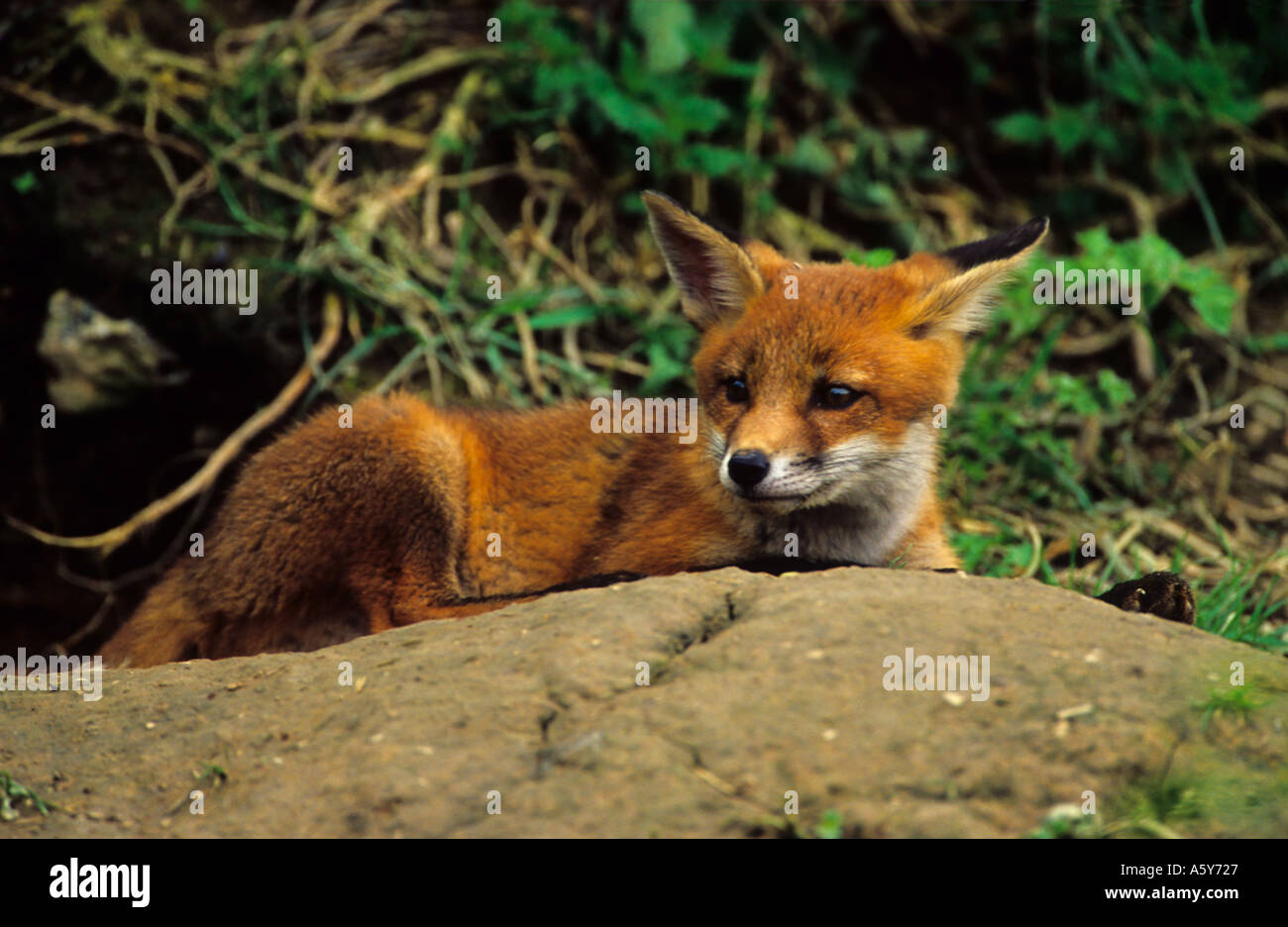 Le Renard roux Vulpes vaulpes fixant à Sun à l'entrée de la mort surrey Banque D'Images