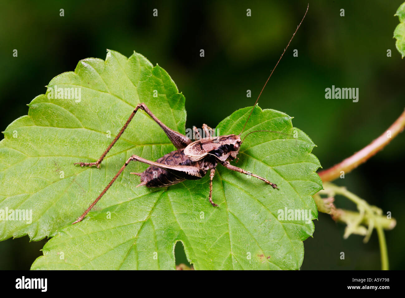 Pholidoptera griseoaptera Cricket Bush sombre debout sur la feuille d'or hop bedfordshire potton Banque D'Images