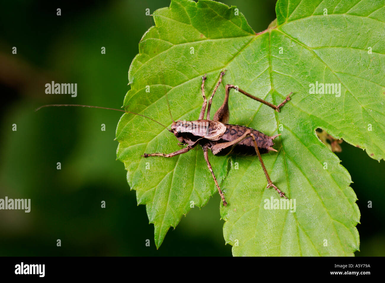 Pholidoptera griseoaptera Cricket Bush sombre debout sur la feuille d'or hop bedfordshire potton Banque D'Images