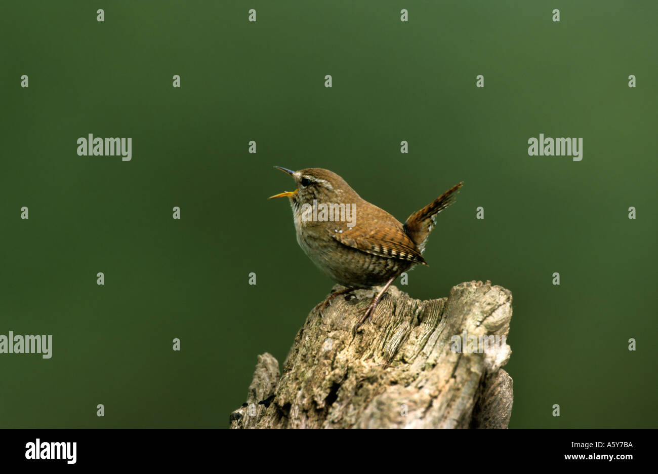 Le Troglodyte mignon Troglodytes troglodytes perché sur une branche du chant avec nice désamorcer bedfordshire potton d'arrière-plan Banque D'Images Le Troglodyte mignon Troglodytes troglodytes perché sur une branche du chant avec nice désamorcer bedfordshire potton d'arrière-plan Banque D'Images