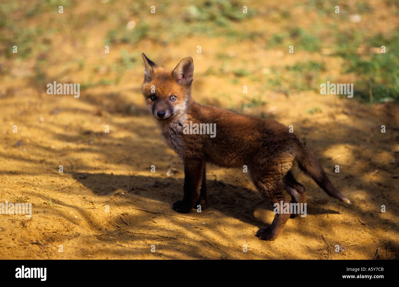 Le Renard roux Vulpes vaulpes se tient en dehors de la terre dans l'ombre des arbres généraux bedfordshire potton Banque D'Images