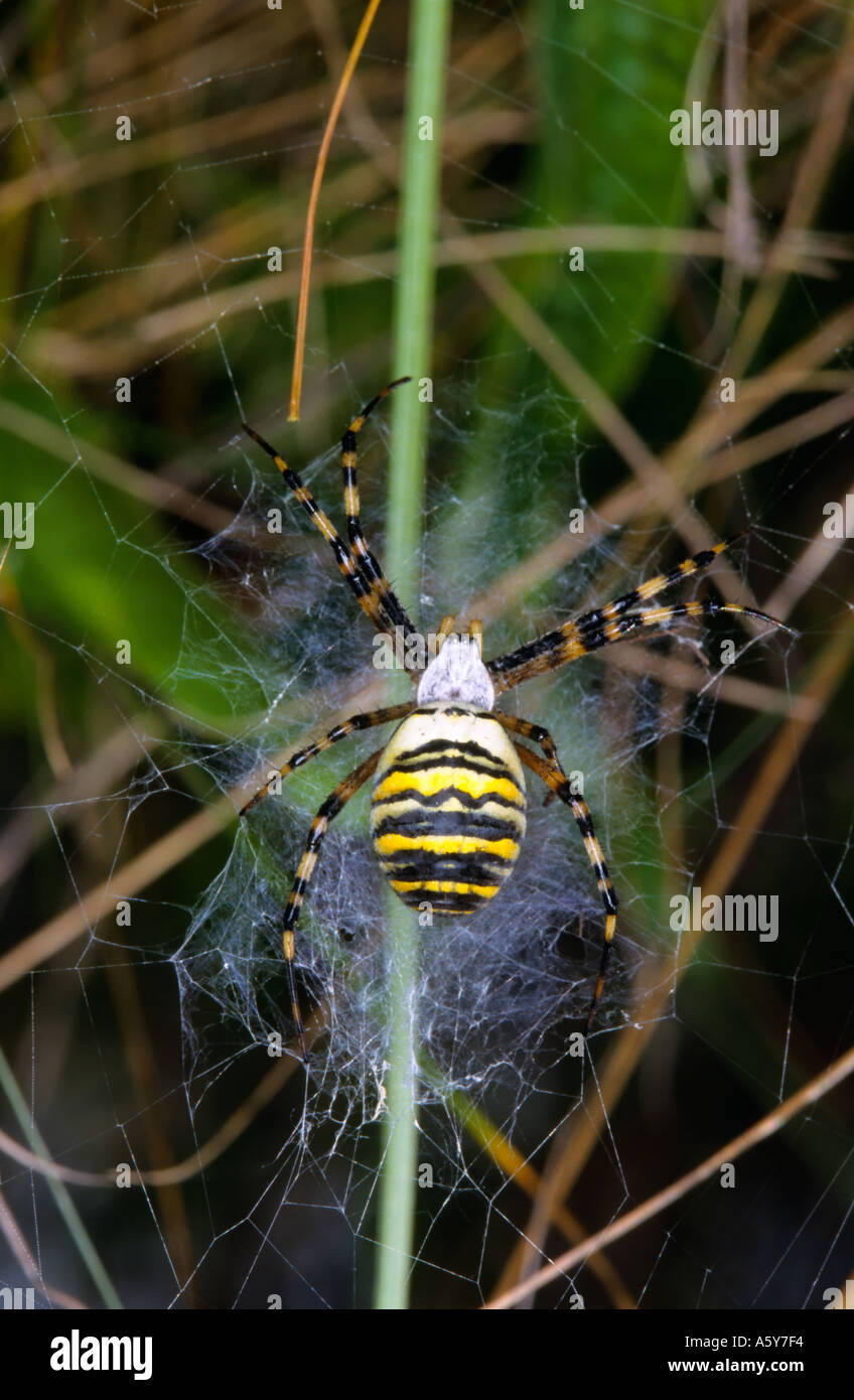 Spider Argiope bruennichi Wasp au repos on web bromham bedfordshire Banque D'Images