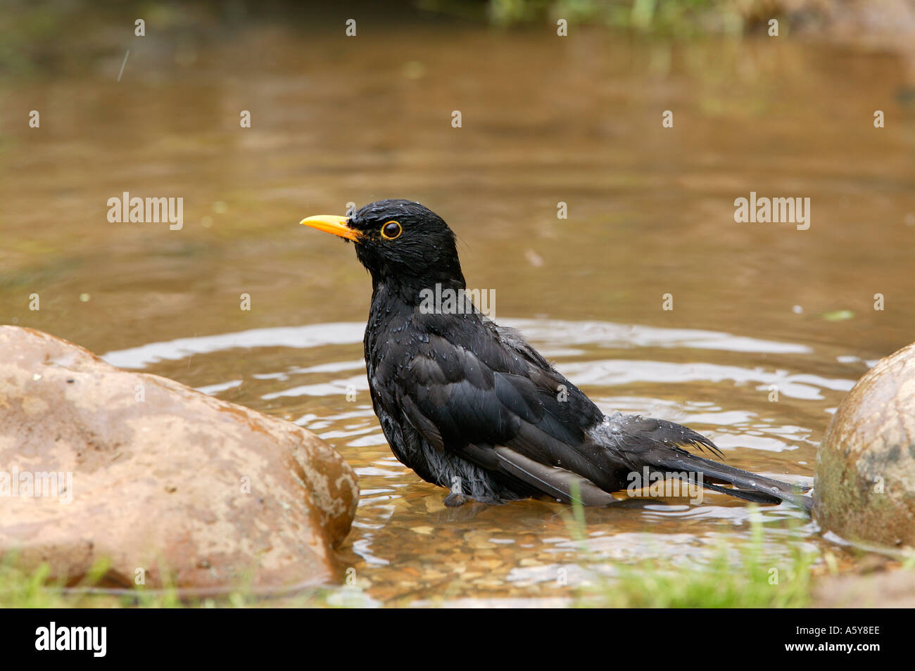 Blackbird Turdus merula baignade en étang de jardin potton bedfordshire Banque D'Images