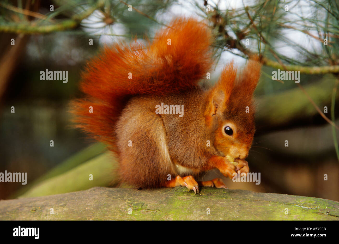 L'Écureuil roux Sciurus vulgaris manger écrou avec queue de haut et à alert Banque D'Images