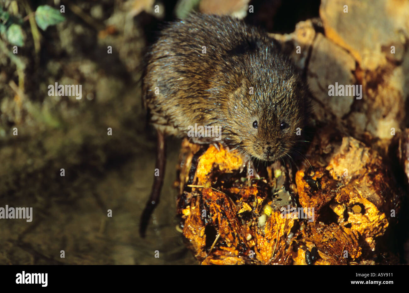 Le Campagnol de l'eau Arvicola terrestris à bord de l'eau alerte à Cambridge Banque D'Images