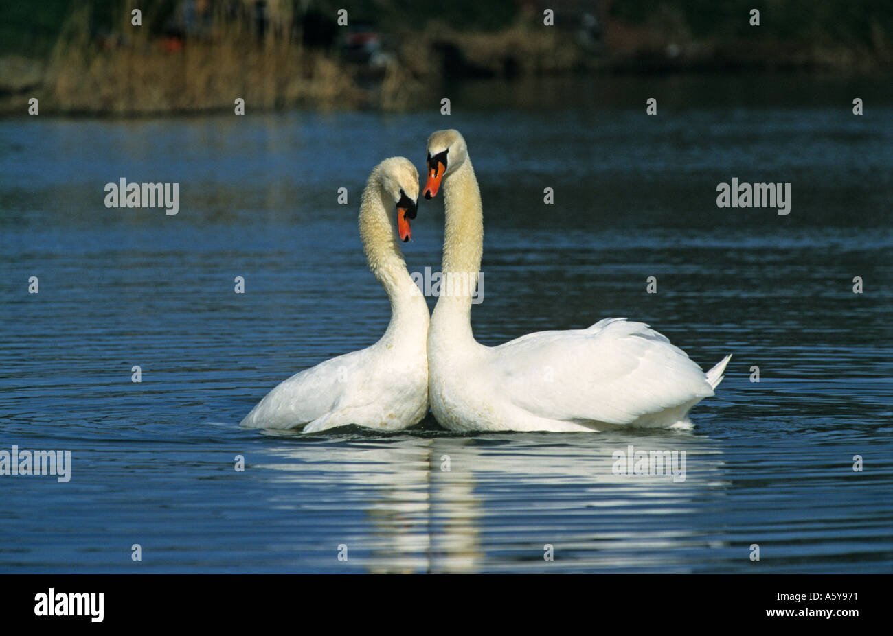 Mute Swan (Cygnus olor) paire affichant sur fosse profonde bedfordshire bedford priory park Banque D'Images
