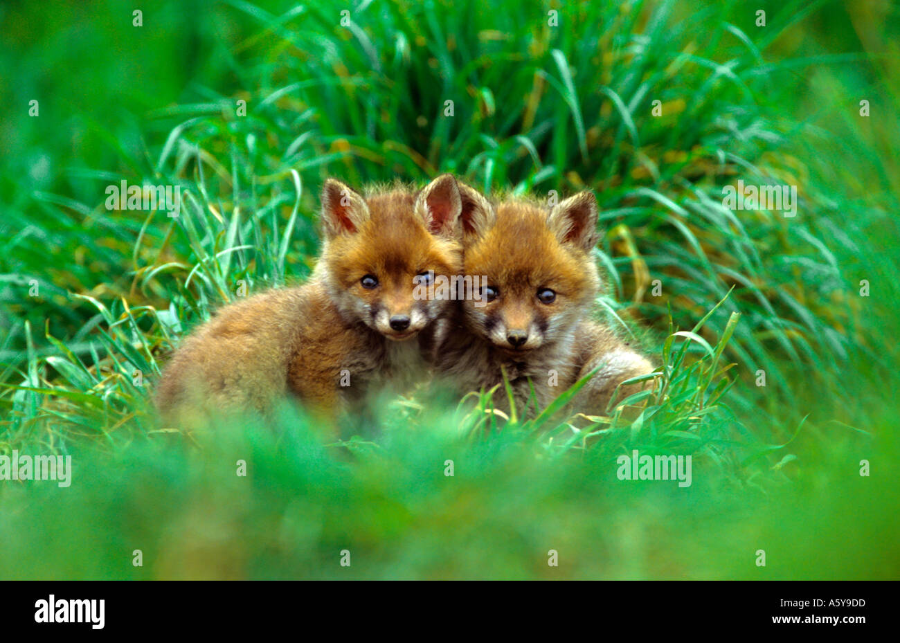 Le Renard roux Vulpes vaulpes d'oursons assis ensemble à bedfordshire potton mignon Banque D'Images
