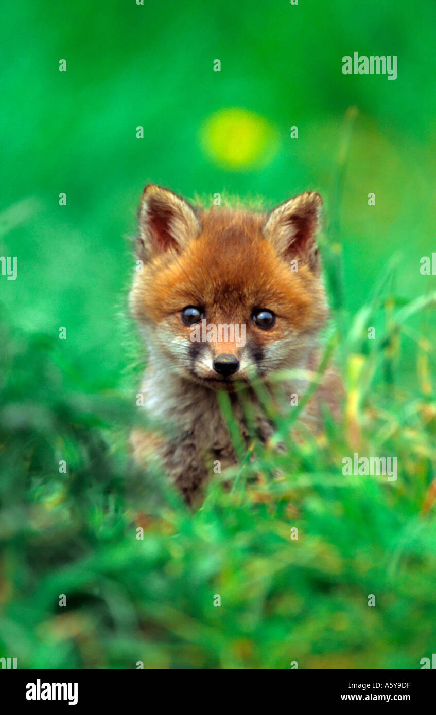 Le Renard roux Vulpes vaulpes Cub à la touffe d'herbe au bedfordshire potton Banque D'Images