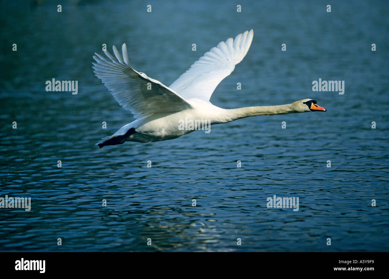 Mute Swan (Cygnus olor) décoller au-dessus de l'eau faible cambridgeshire paxton pits Banque D'Images