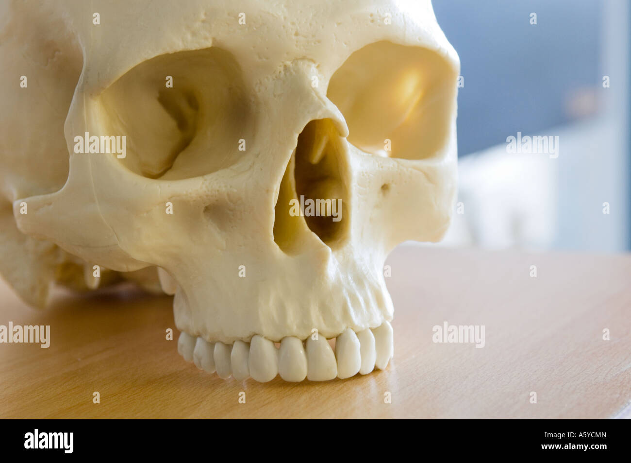 Le sommet d'un crâne sur l'affichage sur une table Banque D'Images