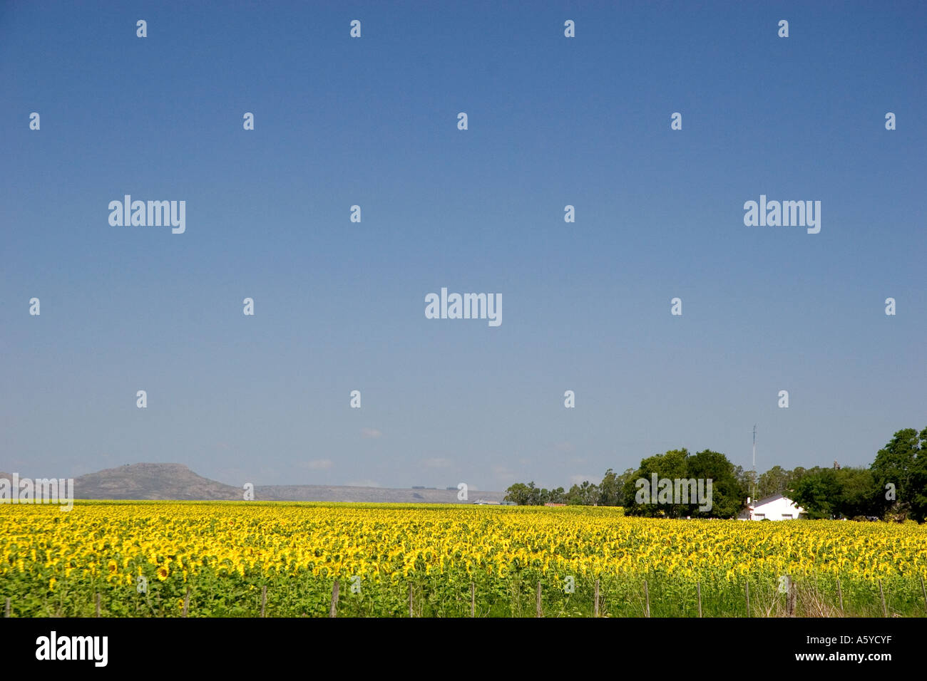 Les champs de tournesols près de Tandil, Argentine. Banque D'Images