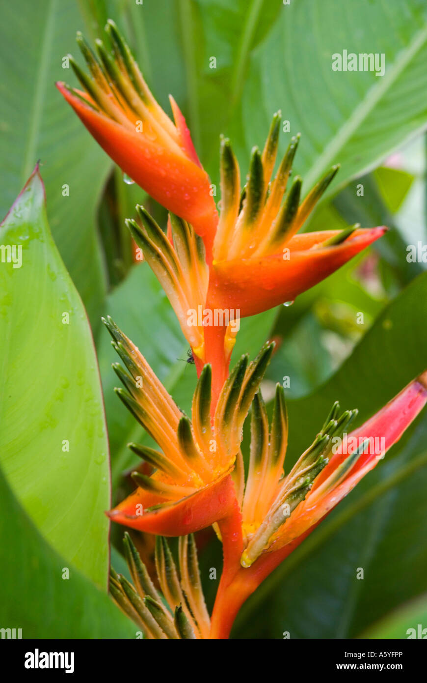 Heliconia angusta Banque D'Images