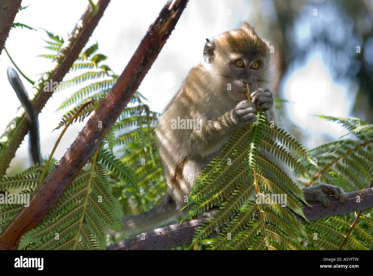 Singe macaque à longue queue sur Penang Hill Banque D'Images