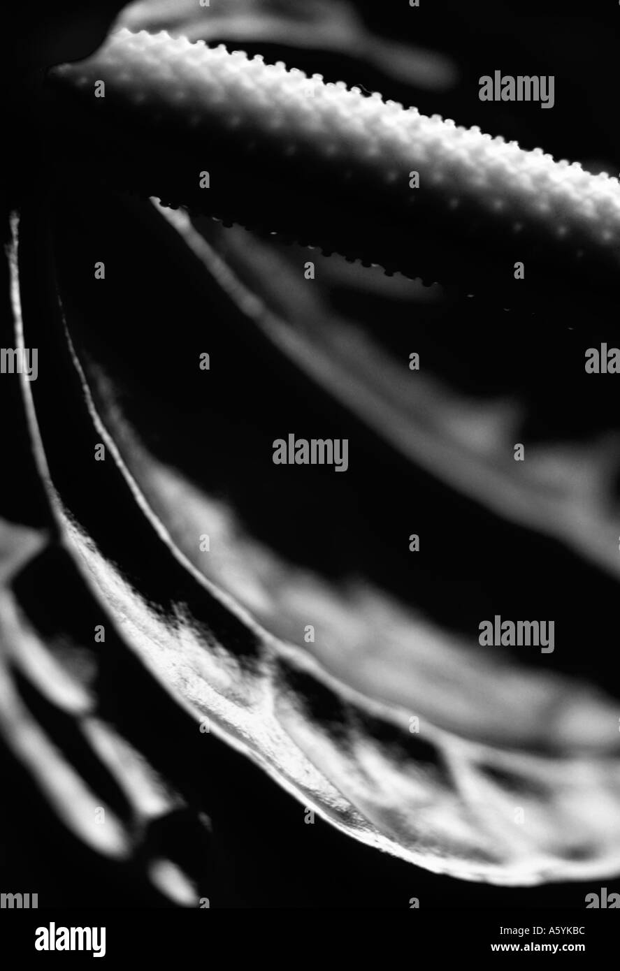 Anthurium Banque D'Images