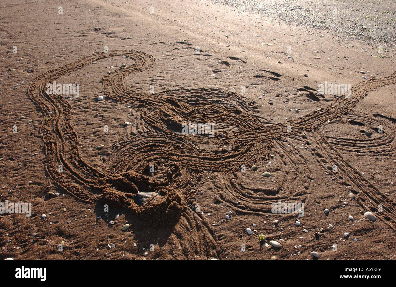 Limule quitte les voies circulaires qu'il erre sur la plage Banque D'Images