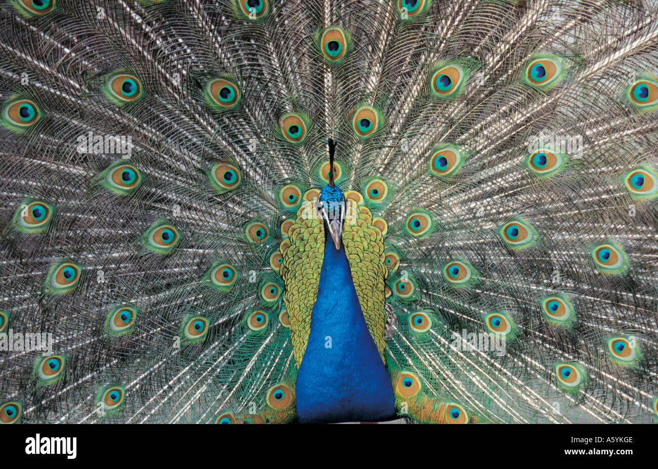 Close-up of peacock afficher tail feathers Banque D'Images