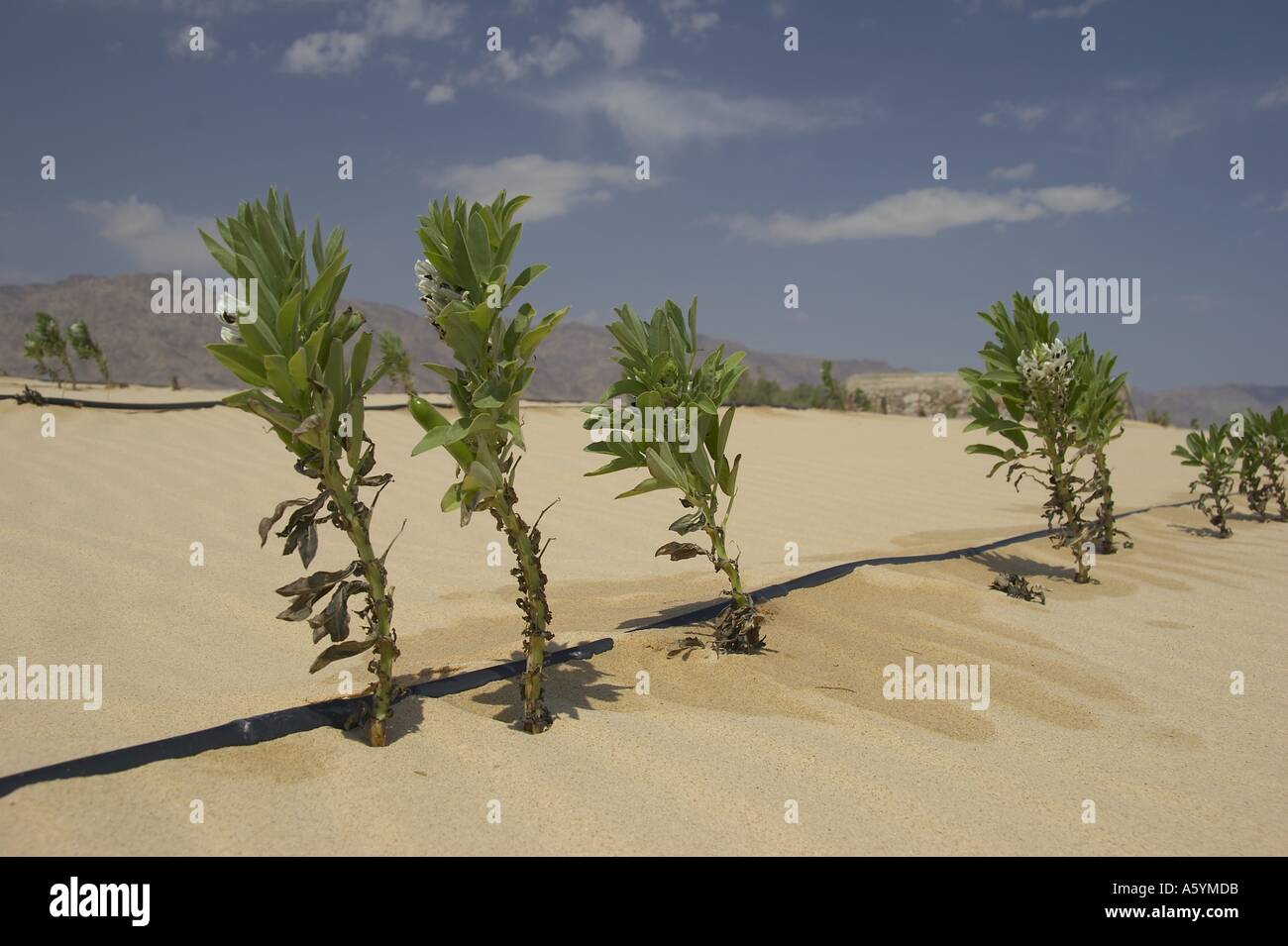 L'irrigation des plantes dans le désert Banque D'Images