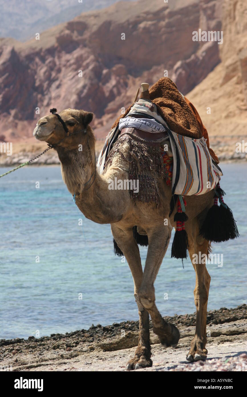 chameau sur la plage Banque D'Images