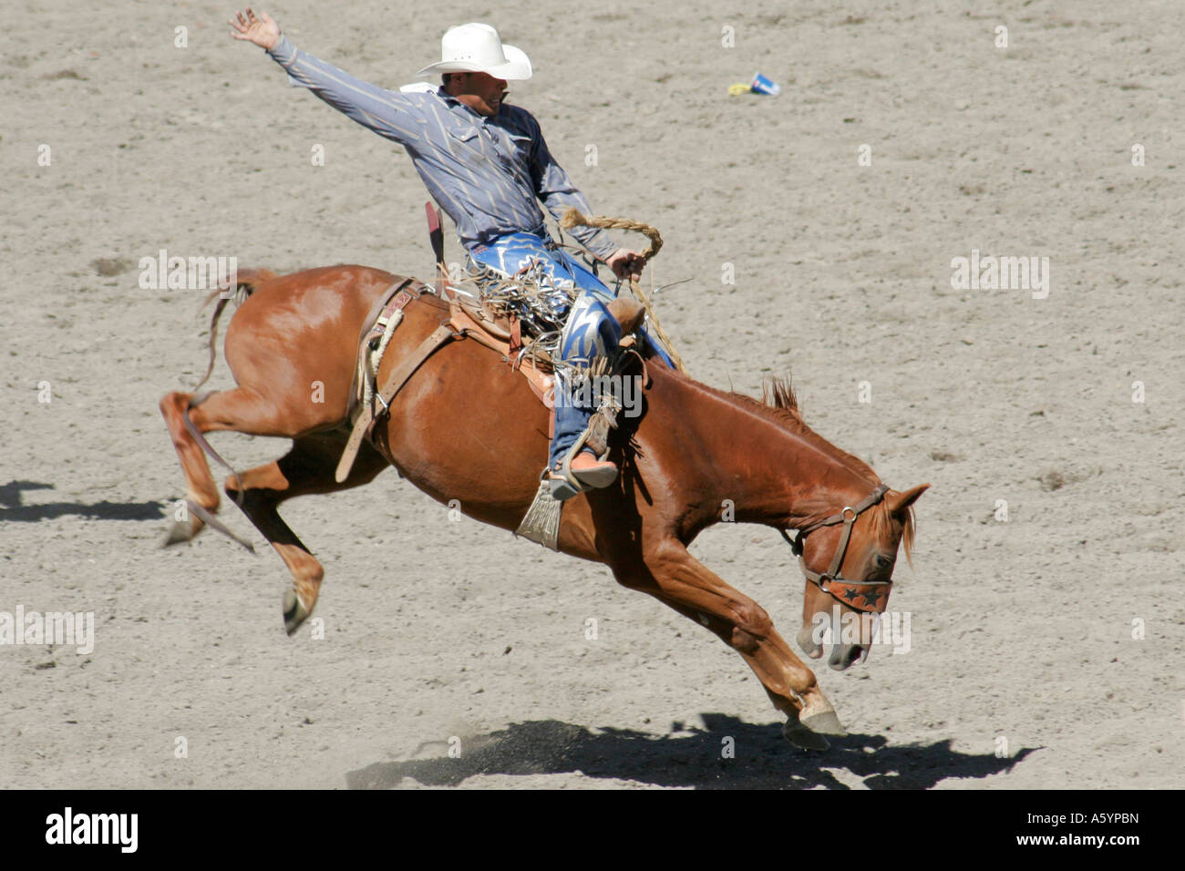 Saddle Bronc Rodeo Rider Banque D'Images
