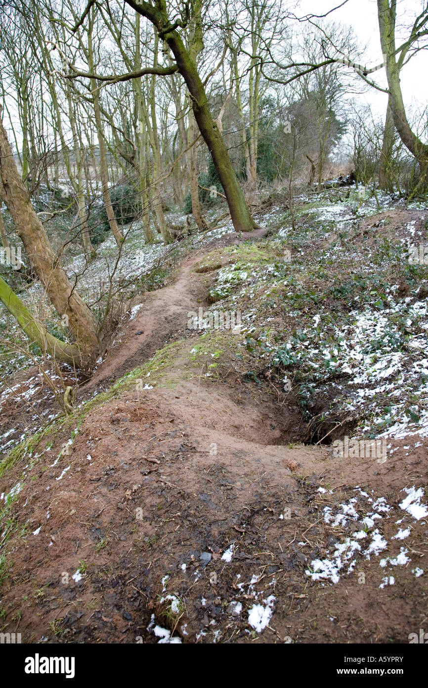 Sett blaireau dans la vallée boisée, avec une fine couche de neige Banque D'Images