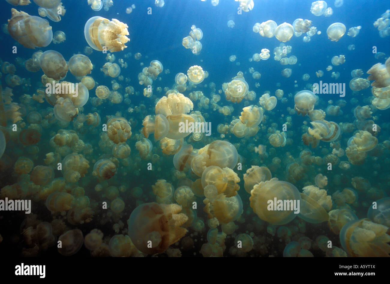 Jellyfish lake Palau Micronésie Banque D'Images