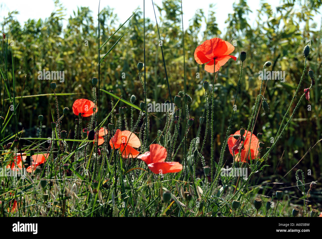 Coquelicots Banque D'Images