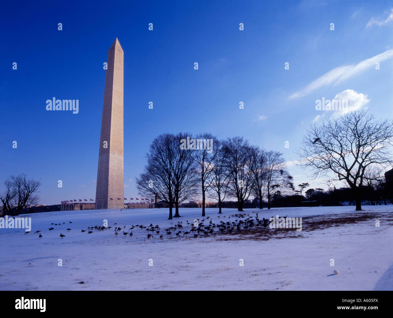 Les oies se nourrissent dans un paysage couvert de neige devant le monument de Washington, Washington DC Banque D'Images