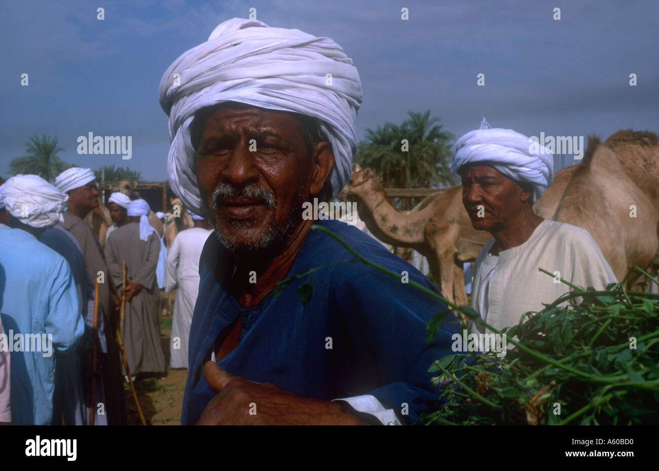 La Haute Égypte Égypte Daraw Portrait de l'homme égyptien dans marché aux chameaux Banque D'Images