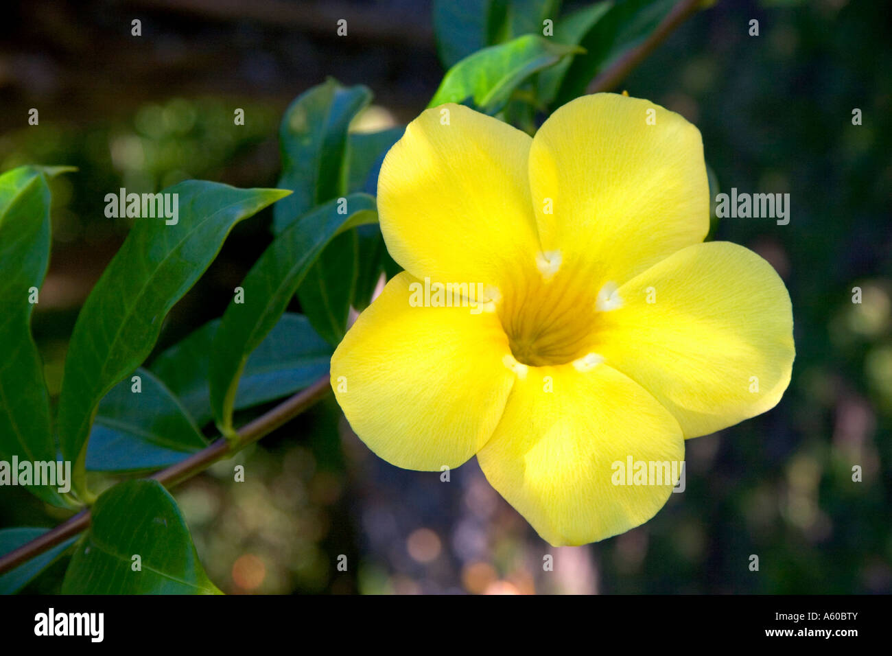 La fleur jaune d'une plante allamanda sur l'île de Tahiti Banque D'Images