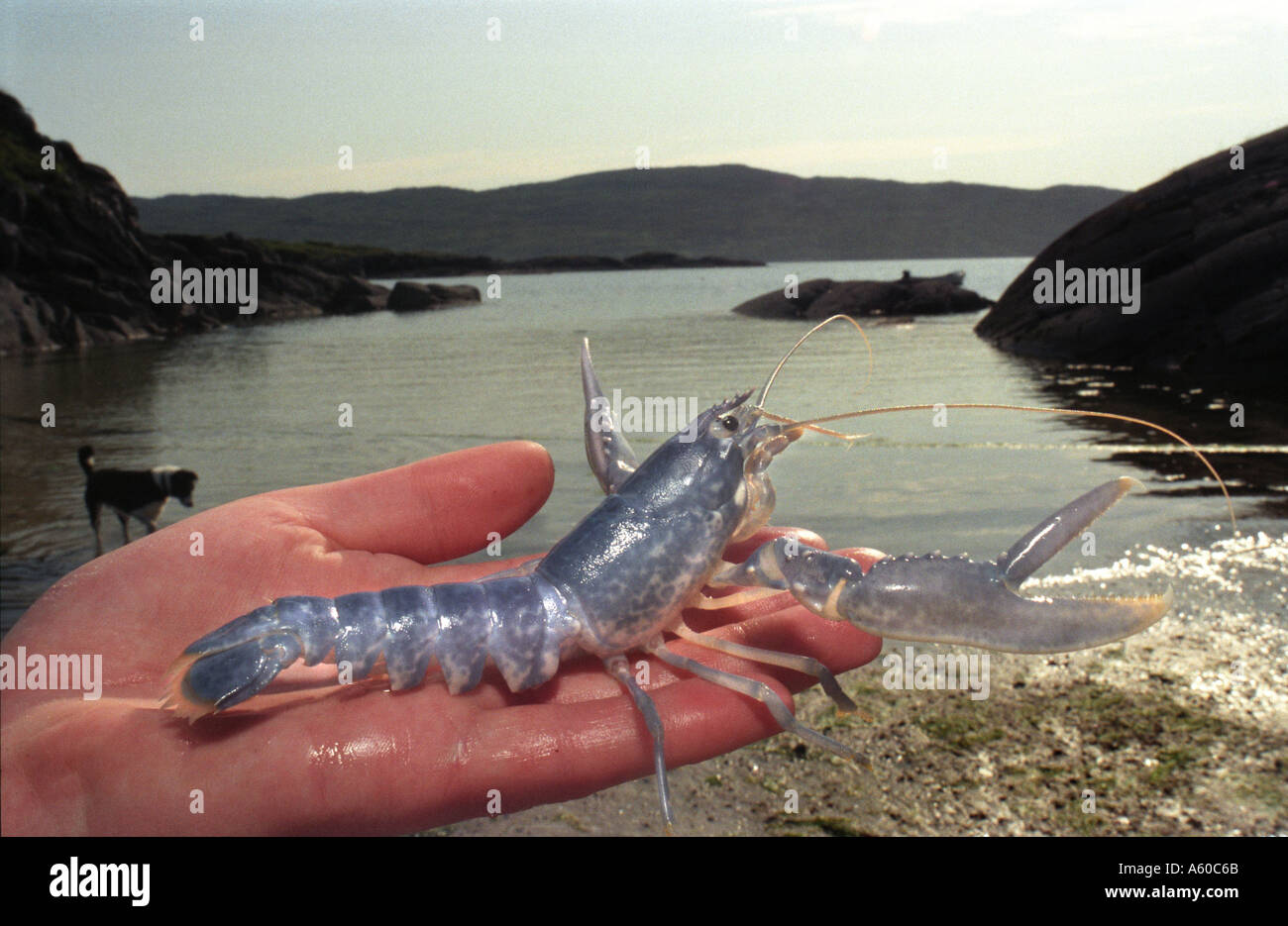Homard d'élevage bébé produites dans captivityat Ardtoe recherches halieutiques Ecosse Banque D'Images