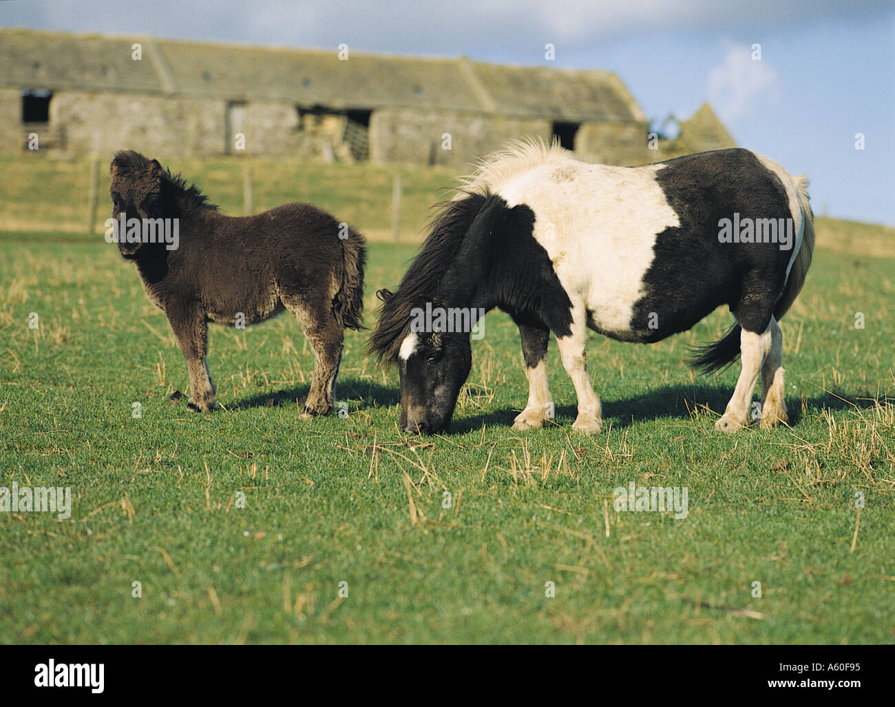 dh Shetland PONEY SHETLAND Royaume-Uni poney et foal pâturage dans le champ et le cottage abandonné Orphir Orkney pedigree poneys scotland foals Banque D'Images