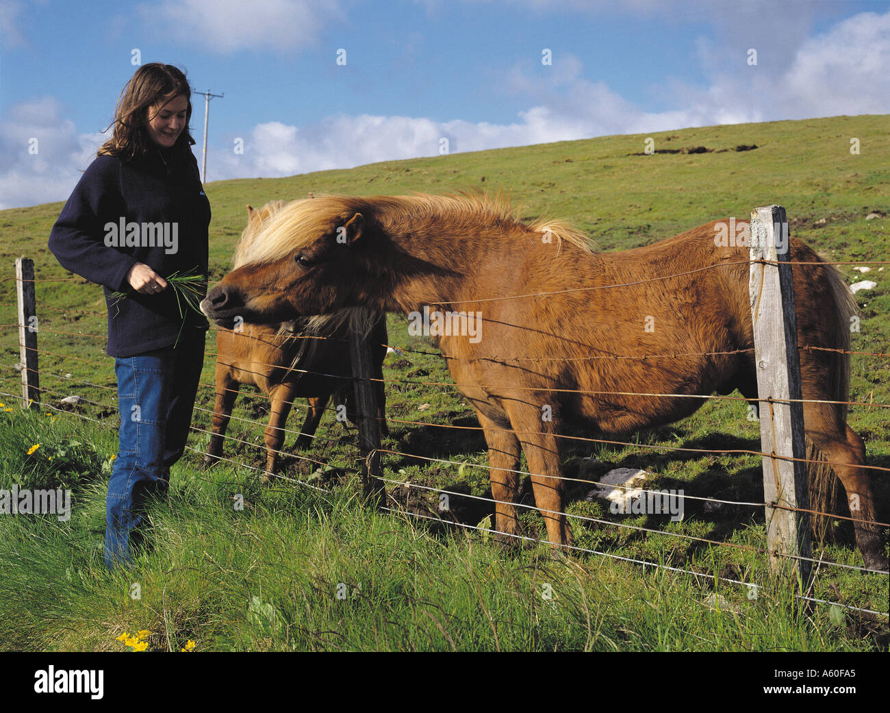 dh Shetland poney PONEY Royaume-Uni nourrissant la fille poney Shetland dans field scotland cheval animal jeune personne adolescent Banque D'Images