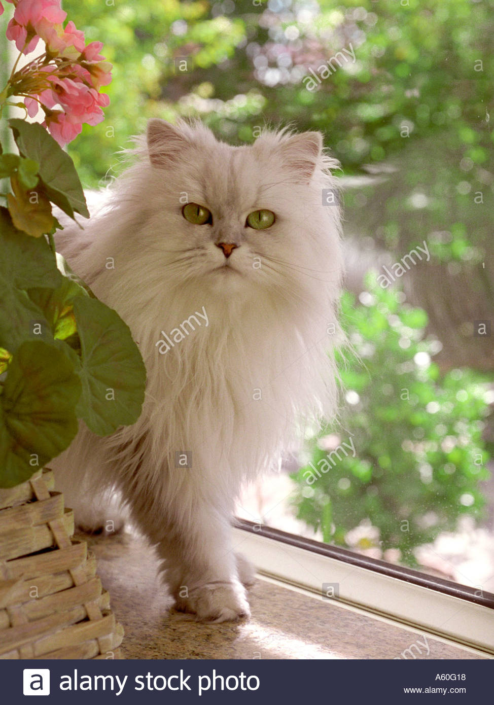 Argent Blanc Persan Chinchilla Pedigree A Poils Longs Chat Avec Le Meilleur Pied En Avant Posant Pour Un Portrait En Lumiere Naturelle A Son Domicile De La Fenetre Photo Stock Alamy Argent Blanc Persan Chinchilla Pedigree A Poils Longs Chat Avec Le Meilleur Pied En Avant Posant Pour Un Portrait En Lumiere Naturelle A Son Domicile De La Fenetre Photo Stock Alamy